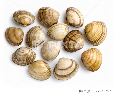 AI generated top view of fresh whole striped clams with distinctive patterned shells arranged neatly showcasing coastal seafood against clean white background 127258607