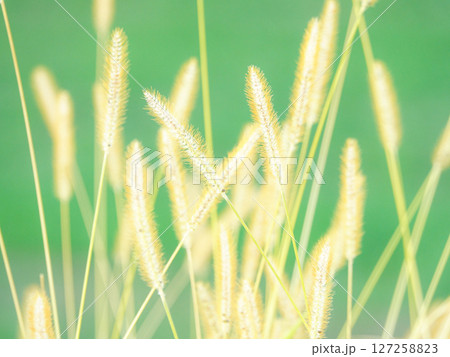 夕方の柔らかい光の中で揺れるエノコログサ 夕方の柔らかい光の中で揺れるエノコログサ 127258823