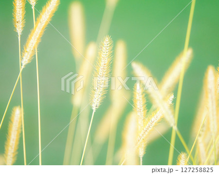 夕方の柔らかい光の中で揺れるエノコログサ 夕方の柔らかい光の中で揺れるエノコログサ 127258825