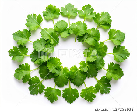AI generated vibrant image of crisp cilantro leaves arranged in lush circular formation, showcasing their delicate texture and fresh-picked quality against clean white background 127258932