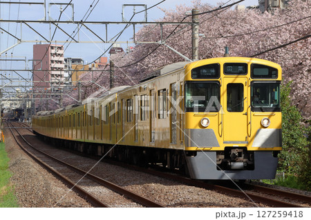 桜と西武新宿線2000系電車（各停-8両編成：西武新宿⇔田無） 127259418