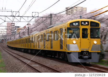 桜と西武新宿線2000系電車（各停-8両編成：西武新宿⇔田無） 127259419