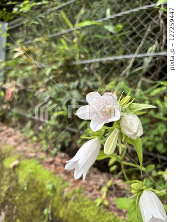 ジギタリス 127259447