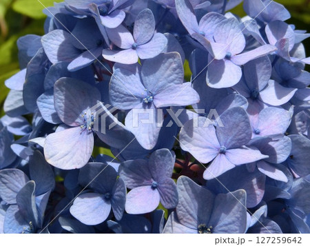 小さい花の集まり 127259642