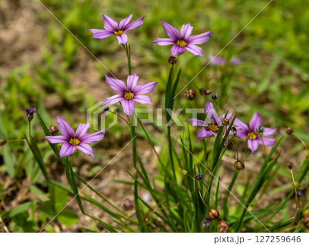 ニワゼキショウの花 ニワゼキショウの花 127259646