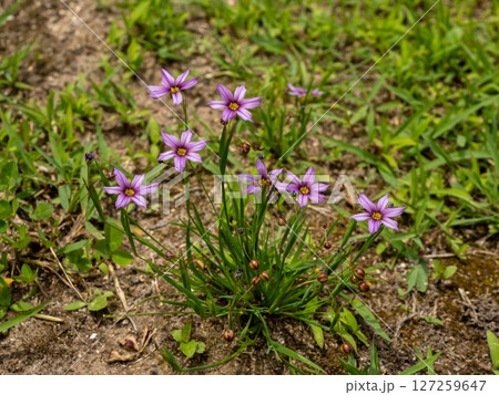 ニワゼキショウの花 127259647
