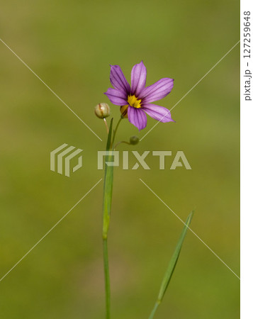 ニワゼキショウの花 127259648