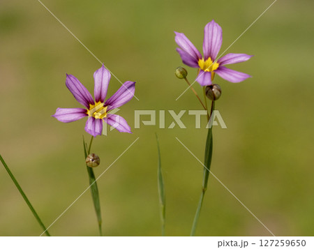 ニワゼキショウの花 ニワゼキショウの花 127259650
