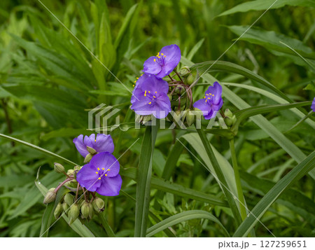 ムラサキツユクサの花 127259651