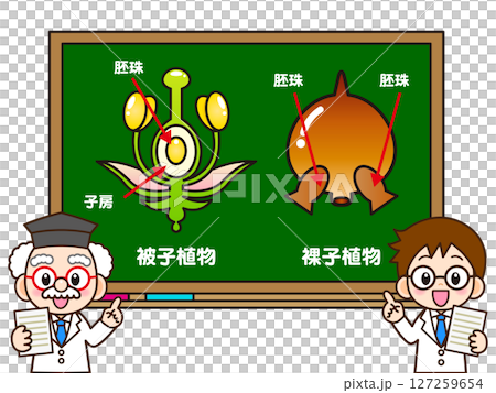 A doctor explaining about angiosperms and gymnosperms on the blackboard 127259654