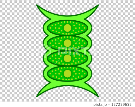 Simple illustration material of ikadamo Simple illustration material of ikadamo 127259655