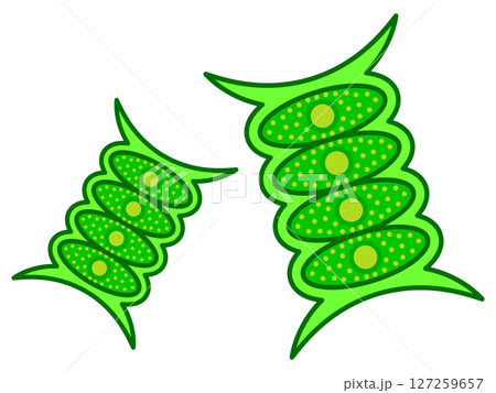 シンプルなイカダモのイラスト素材3 シンプルなイカダモのイラスト素材3 127259657