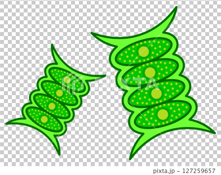 シンプルなイカダモのイラスト素材3 シンプルなイカダモのイラスト素材3 127259657