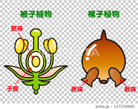 被子植物和裸子植物的簡單插圖 127259660