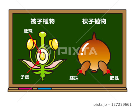 黒板と被子植物と裸子植物の図解イラスト素材 127259661