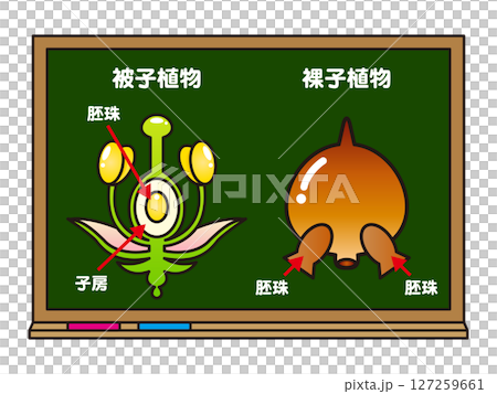 Illustration of angiosperms and gymnosperms on a blackboard Illustration of angiosperms and gymnosperms on a blackboard 127259661