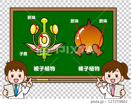 黒板で被子植物と裸子植物の説明をする小学生 127259662