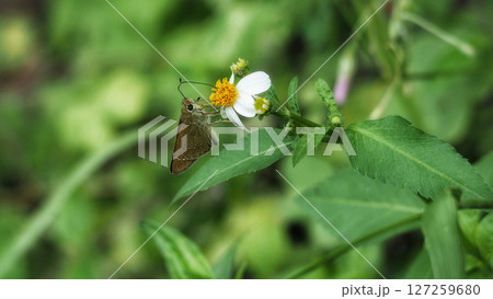 花の蜜を吸うチャバネセセリ 花の蜜を吸うチャバネセセリ 127259680