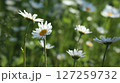 白い花 127259732