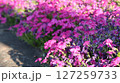 ピンクの花 127259733