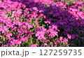 ピンク色の花 127259735