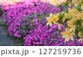 カラフルな花 127259736