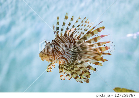 ハナミノカサゴ 127259767