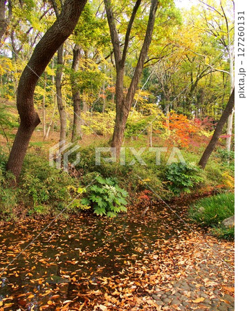 晩秋の黄葉の林のある21世紀の森と広場風景 127260131