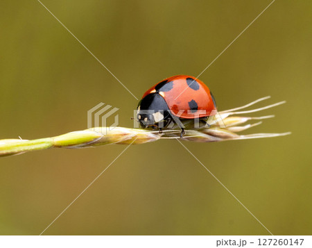 草の上にいるナナホシテントウ 草の上にいるナナホシテントウ 127260147