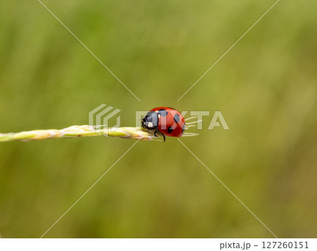 草の上にいるナナホシテントウ 草の上にいるナナホシテントウ 127260151