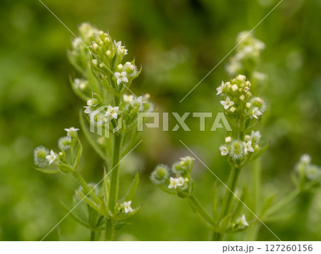 道端の草むらにたくさん生えているヤエムグラ 127260156
