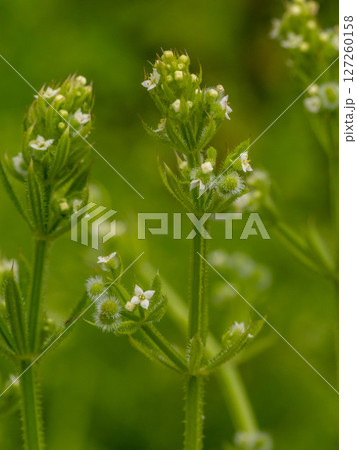道端の草むらにたくさん生えているヤエムグラ 127260158