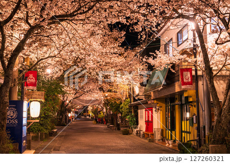 《熊本県》阿蘇門前町商店街の夜桜 《熊本県》阿蘇門前町商店街の夜桜 127260321