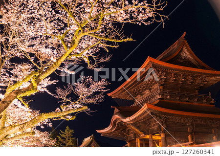 《熊本県》阿蘇神社の夜桜 127260341
