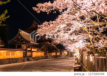 《熊本県》阿蘇神社の夜桜 127260349