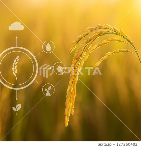 AI generated close-up golden rice field with...のイラスト素材 [127260402] - PIXTA