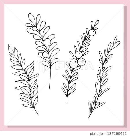 Hand-drawn botanical illustration of a branch with berries, perfect for seasonal and nature-themed projects. Hand-drawn botanical illustration of a branch with berries, perfect for seasonal and nature-themed projects. 127260431