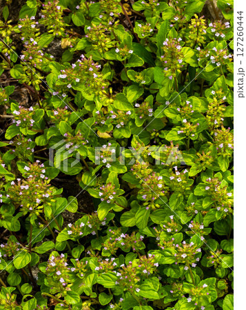 たくさん集まって咲いているトウバナ 127260444