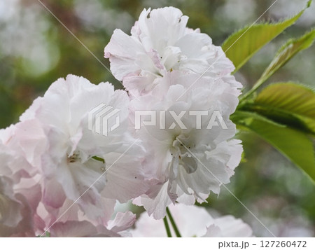 八重桜フゲンゾウの花 八重桜フゲンゾウの花 127260472