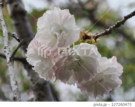 八重桜フゲンゾウの花 127260473