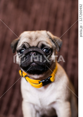 Pedigree pug puppy portrait, cute purebred fawn pet, animal care, dog training and obedience, veterinary concept 127260492