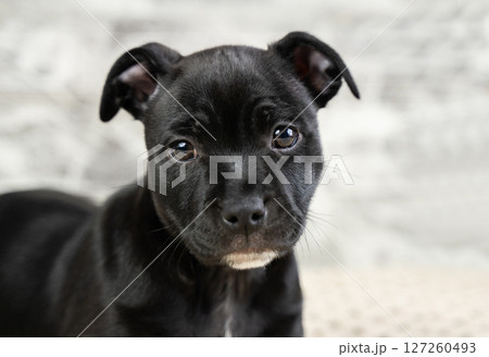Portrait of cute black puppy close-up, purebred dog English Staffordshire Bull Terrier, concept of obedience and training of pets, caring for a pet Portrait of cute black puppy close-up, purebred dog English Staffordshire Bull Terrier, concept of obedience and training of pets, caring for a pet 127260493
