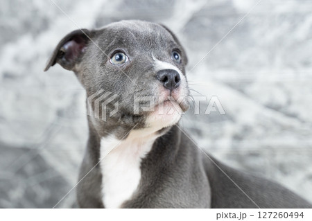 Portrait of cute blue puppy close-up, purebred dog English Staffordshire Bull Terrier, Staffy and concept of obedience and training of pets, caring for a pet Portrait of cute blue puppy close-up, purebred dog English Staffordshire Bull Terrier, Staffy and concept of obedience and training of pets, caring for a pet 127260494
