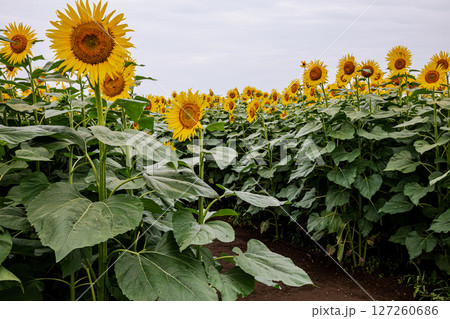 夏の日差しの中で、大輪の花を咲かせ元気と明日への希望をくれる、ひまわり 夏の日差しの中で、大輪の花を咲かせ元気と明日への希望をくれる、ひまわり 127260686