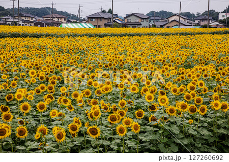 夏の日差しの中で、大輪の花を咲かせ元気と明日への希望をくれる、ひまわり 127260692