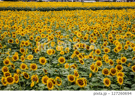 夏の日差しの中で、大輪の花を咲かせ元気と明日への希望をくれる、ひまわり 127260694