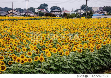 夏の日差しの中で、大輪の花を咲かせ元気と明日への希望をくれる、ひまわり 夏の日差しの中で、大輪の花を咲かせ元気と明日への希望をくれる、ひまわり 127260695