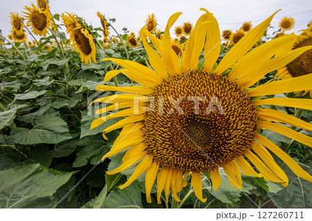 夏の日差しの中で、大輪の花を咲かせ元気と明日への希望をくれる、ひまわり 夏の日差しの中で、大輪の花を咲かせ元気と明日への希望をくれる、ひまわり 127260711