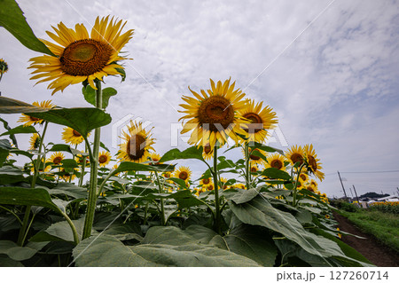 夏の日差しの中で、大輪の花を咲かせ元気と明日への希望をくれる、ひまわり 127260714