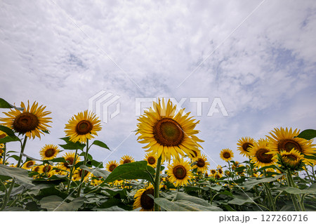 夏の日差しの中で、大輪の花を咲かせ元気と明日への希望をくれる、ひまわり 127260716